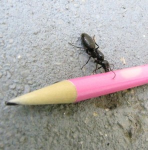 BugMaster Pest Control Kelowna carpenter ant size