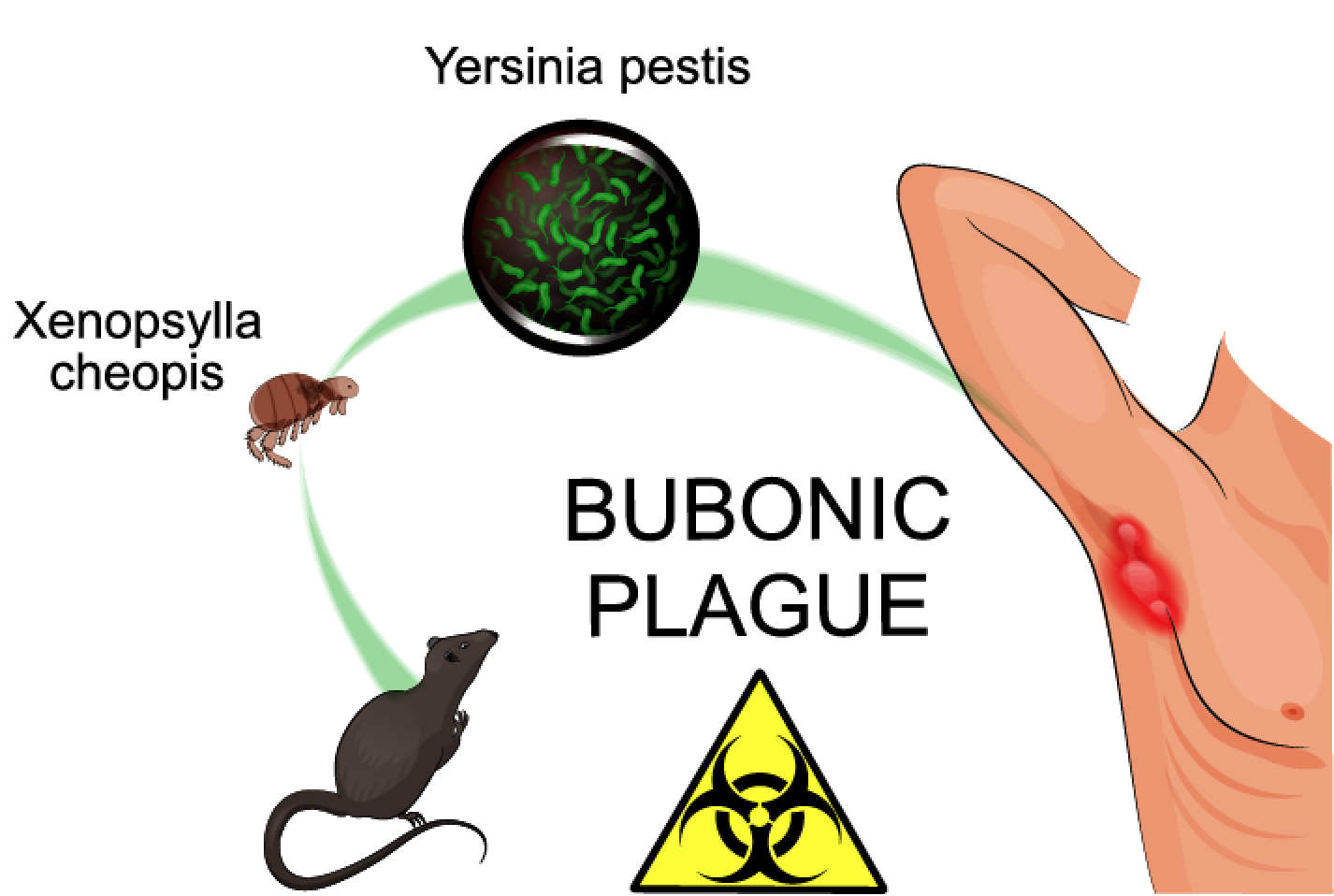 What Kelowna Can Learn from the Vancouver Rat Epidemic and Project?