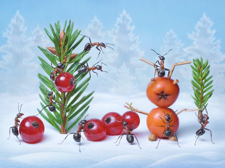 Bug Off! How to Keep Your Christmas Tree Ant-Free