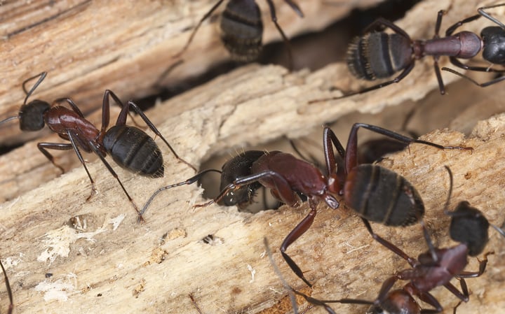 Attack of the Carpenter Ants!