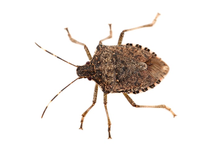 Causing a Stink - Identifying and Eliminating Stink Bugs