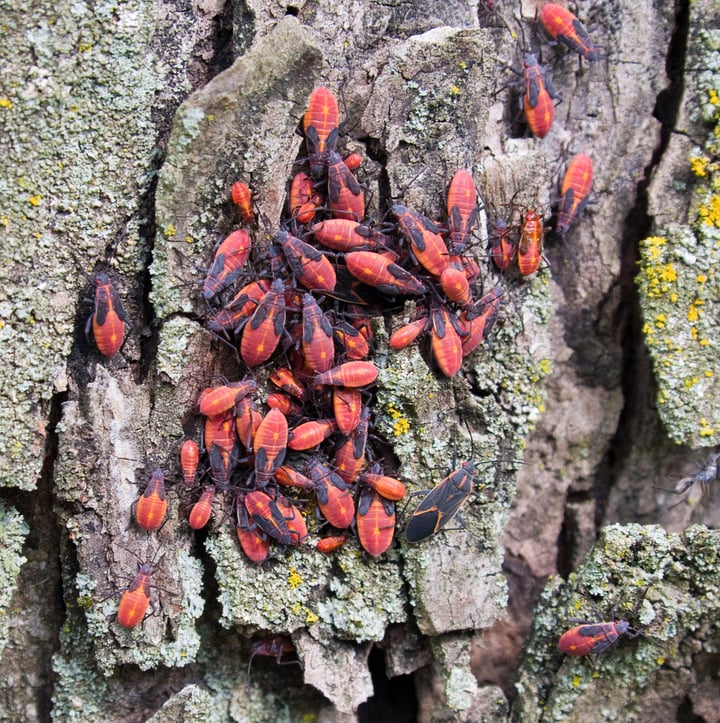 Invasion of the Boxelder Bug