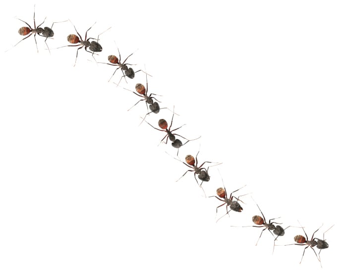 What to do: Attack of the Indoor Ant