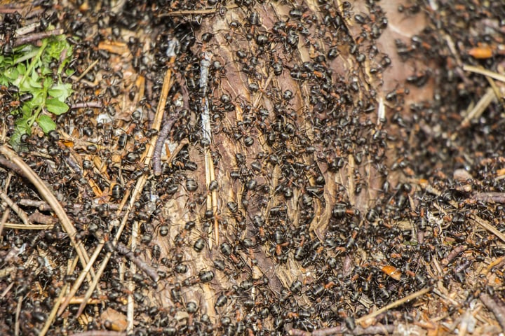 BugMaster's Prevention Measures for Odorous Ants In Preparation for Spring