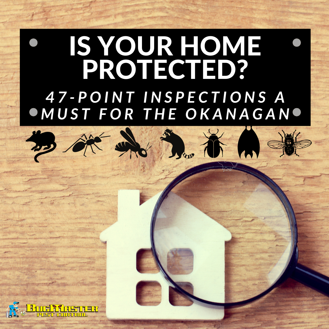 rats mice okanagan infestation kelowna penticton vernon peachland