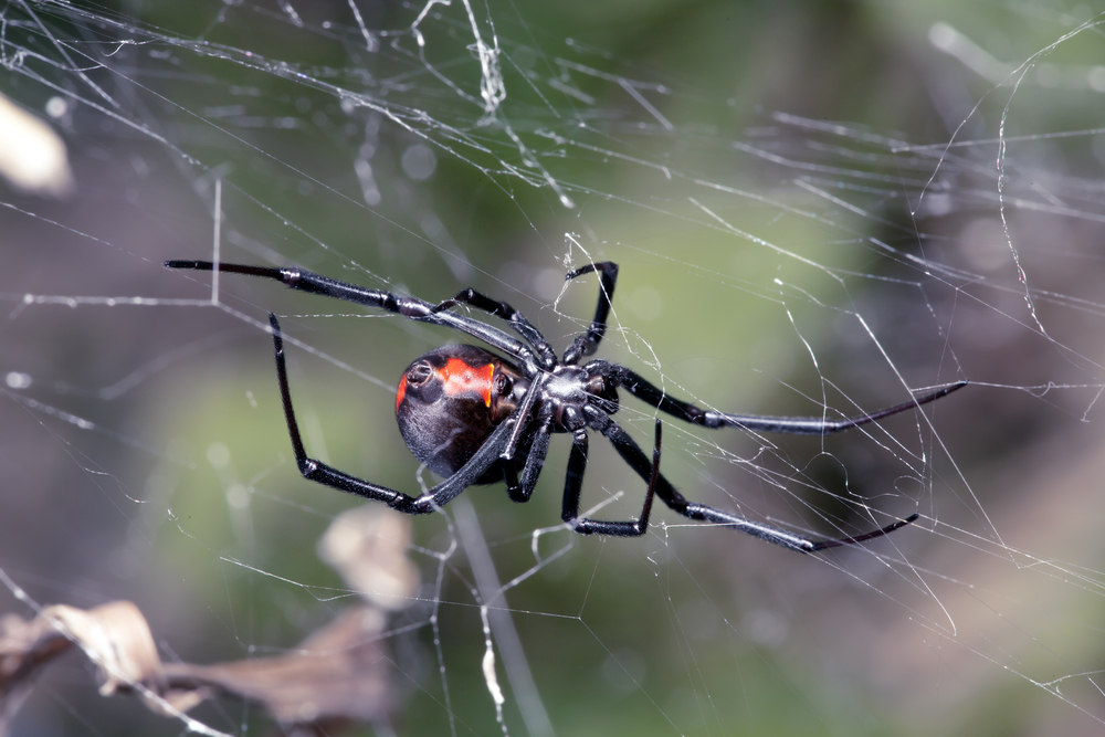 beware-black-widows-in-the-okanagan-valley-1