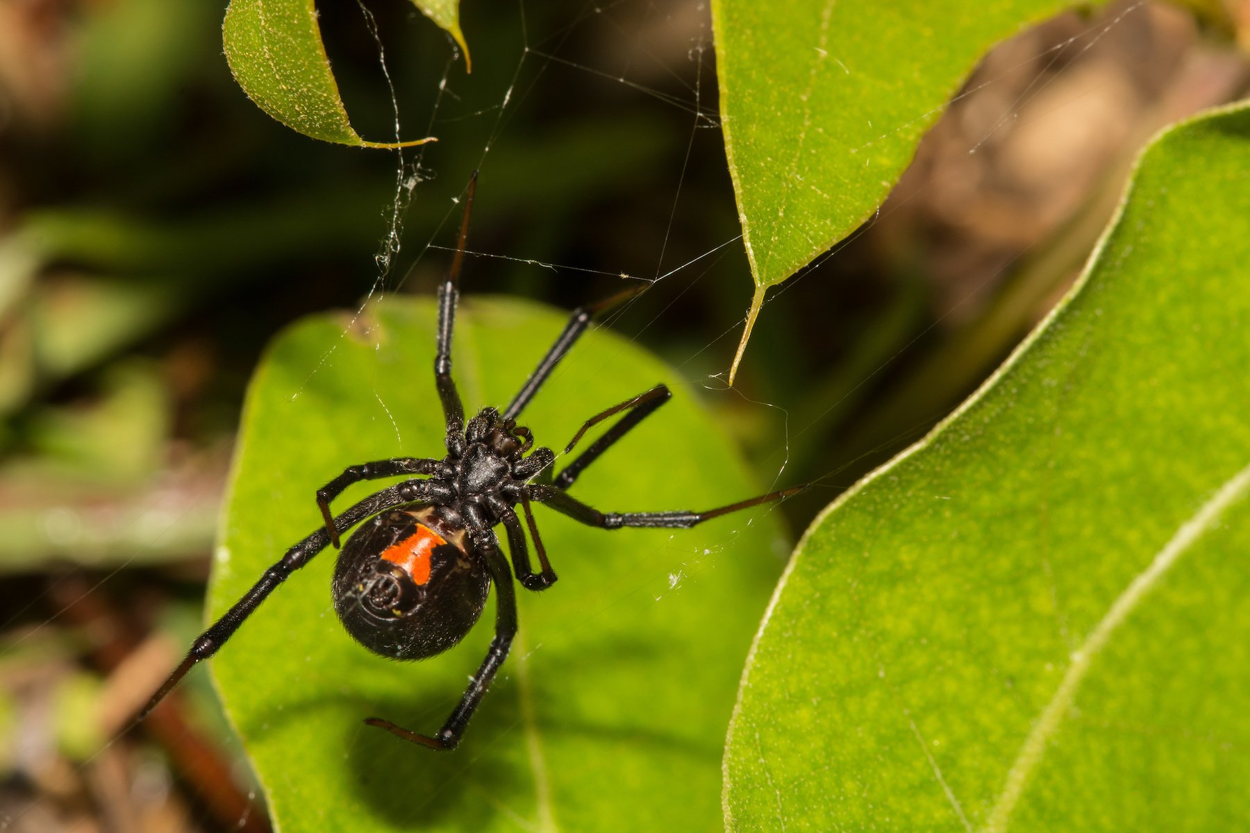 How To Teach Your Children About Black Widows To Stay Safe In The Okanagan   Black Widow Spiders 