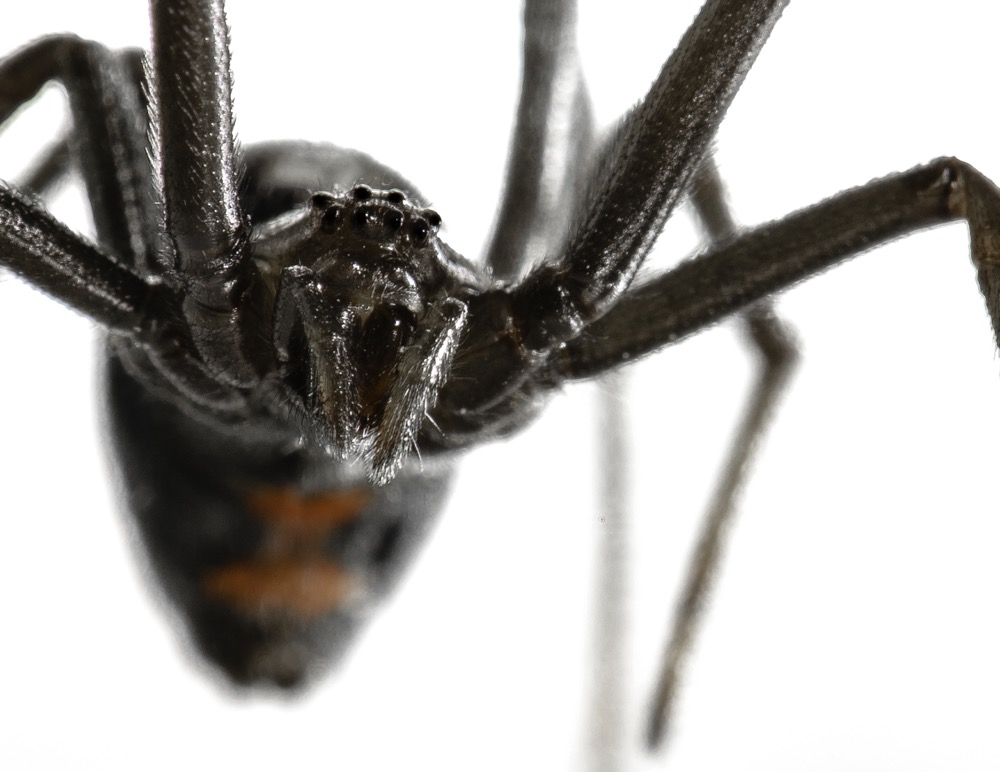 black-widows-are-creeping-in