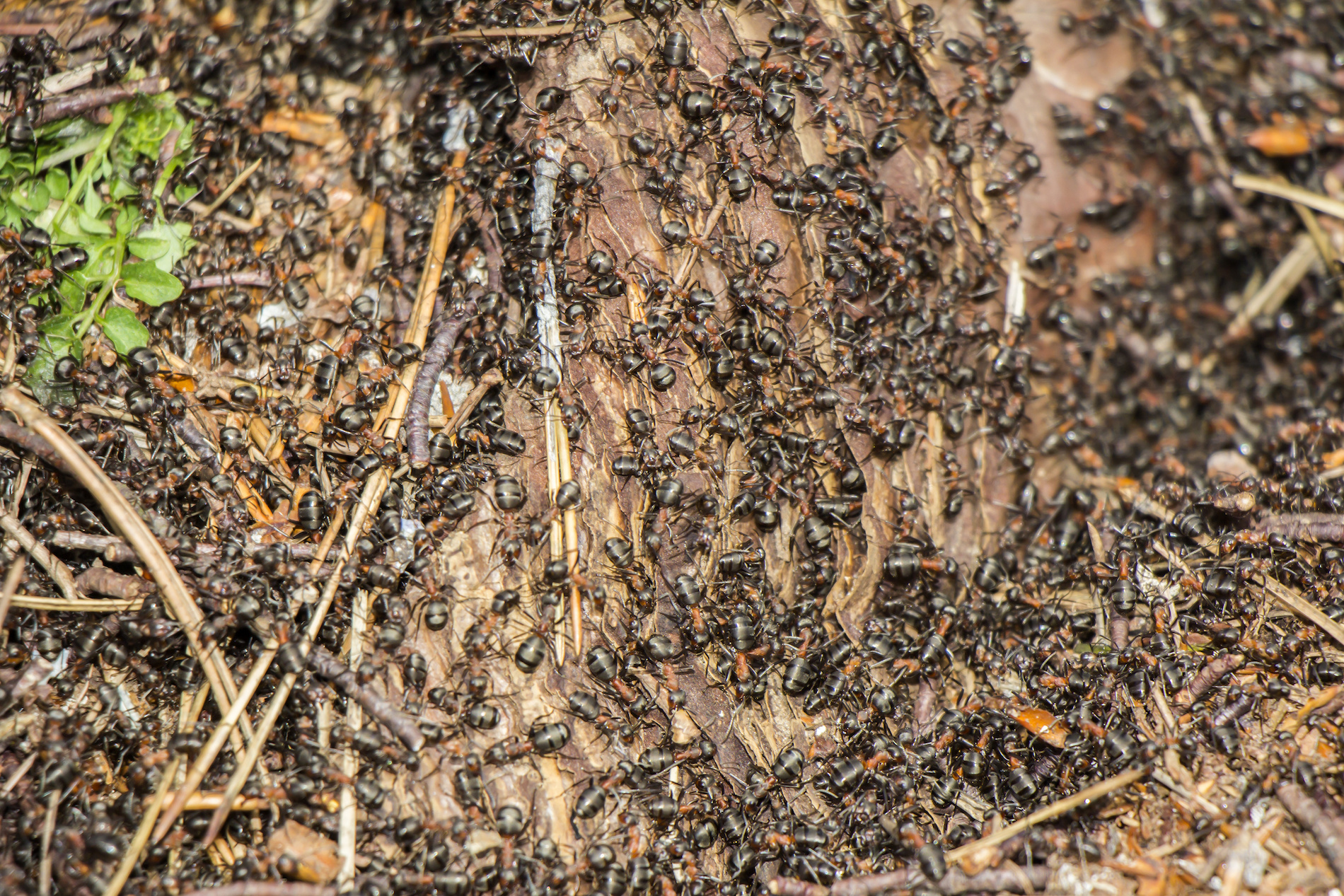 odorous-ants-spring