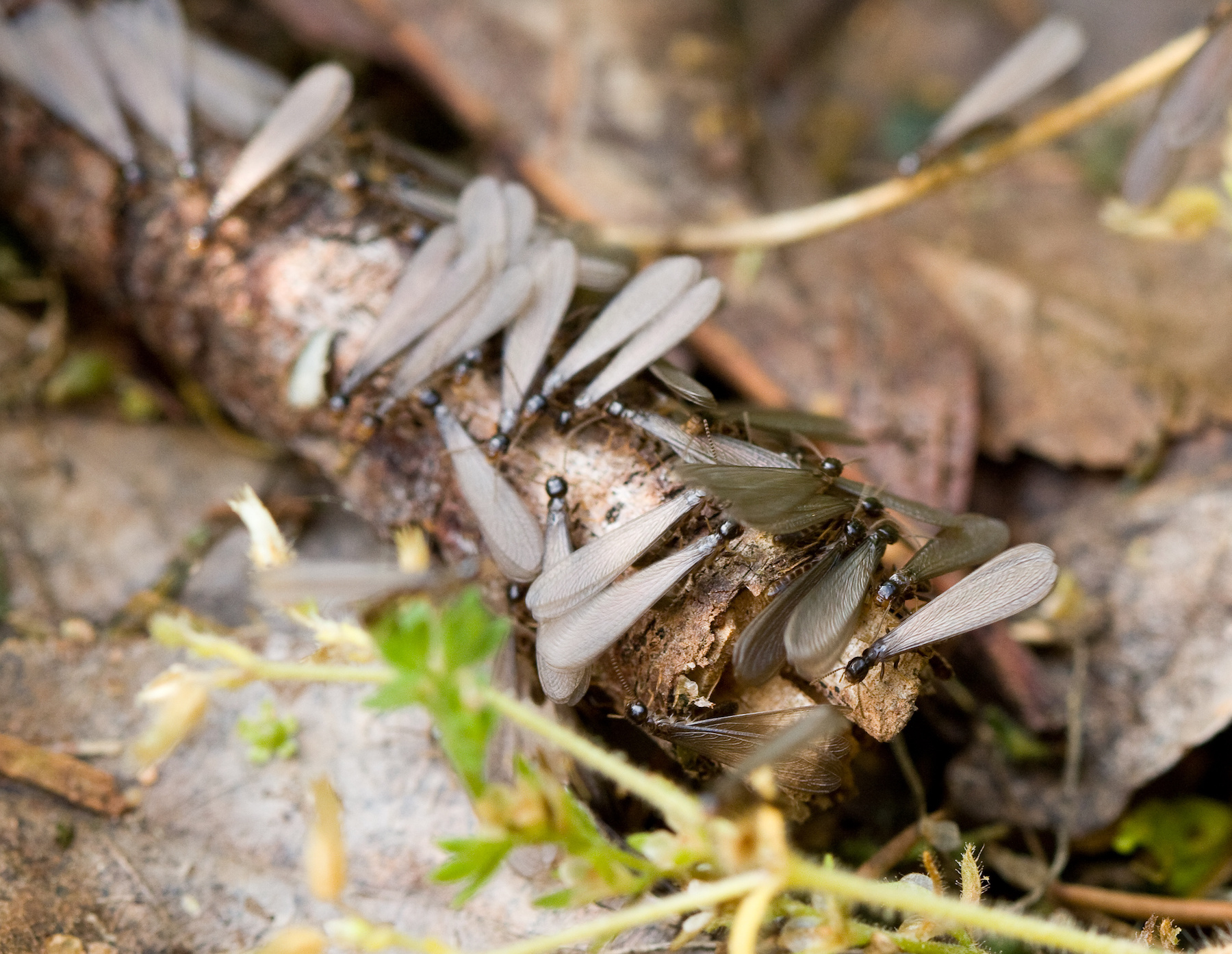 termites-okanagan