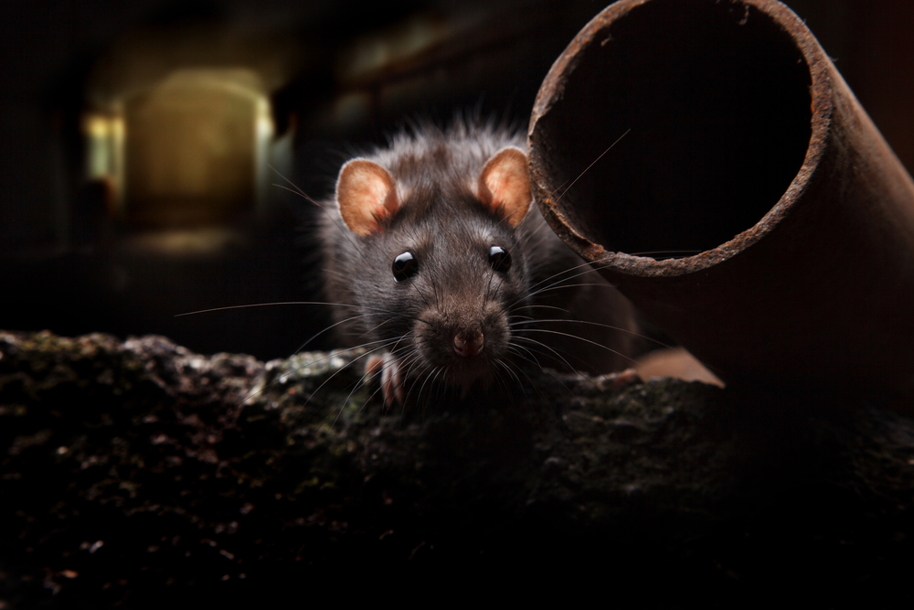 the-rat-facts-10-things-every-okanagan-homeowner-needs-to-know-about-rodents